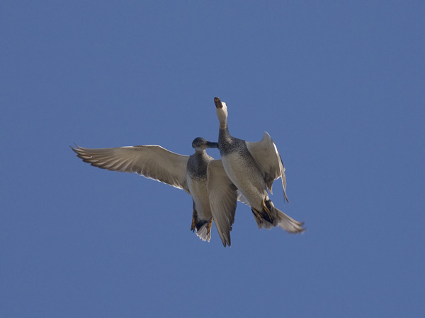 Harmaasorsa Gadwall Anas Strepera